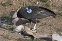 The deal is that the San Diego Zoo has a breeding / re-introduction program for
these birds.  The zoo's property is very close to the observatory (esp. as
flies the bird), so they hang out at the telescopes all the time.  There are
about 20-some adult birds, and a bunch of young ones too.