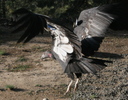 And yes, to those doubting, these are <i>California</i> Condors.  This is Baja
<i>California</i>.  There is no such thing as a Mexican Condor.  These are
border hoppers.